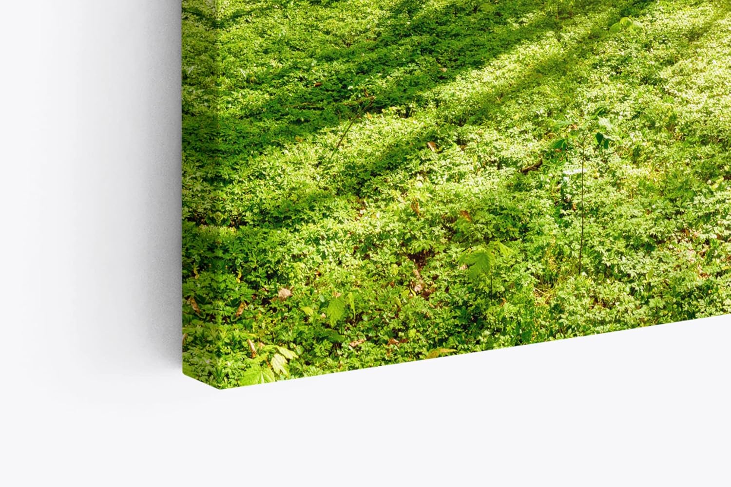 Paul Sinus Wandbild 120x80cm Grüner Wald Sonnenschein Lichtstrahlen Bäume Natur