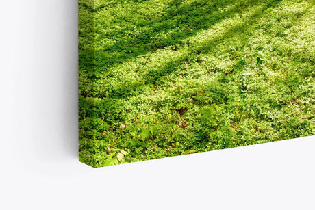 Paul Sinus Wandbild 120x80cm Grüner Wald Sonnenschein Lichtstrahlen Bäume Natur