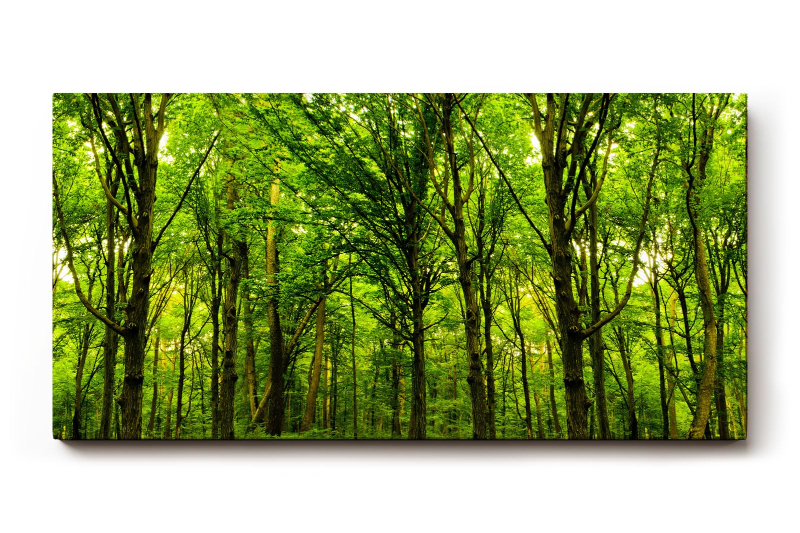 Sinus Art Wandbild 120x80cm Dichte Baumreihen und leuchtendes Laub schaffen eine friedliche, harmonische Stimmung