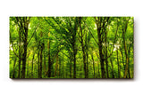Sinus Art Wandbild 120x80cm Dichte Baumreihen und leuchtendes Laub schaffen eine friedliche, harmonische Stimmung