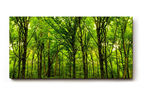Sinus Art Wandbild 120x80cm Dichte Baumreihen und leuchtendes Laub schaffen eine friedliche, harmonische Stimmung