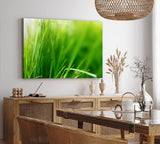 Paul Sinus Wandbild 120x80cm Gras Grashalme Grün Natur Nahaufnahme Wiese