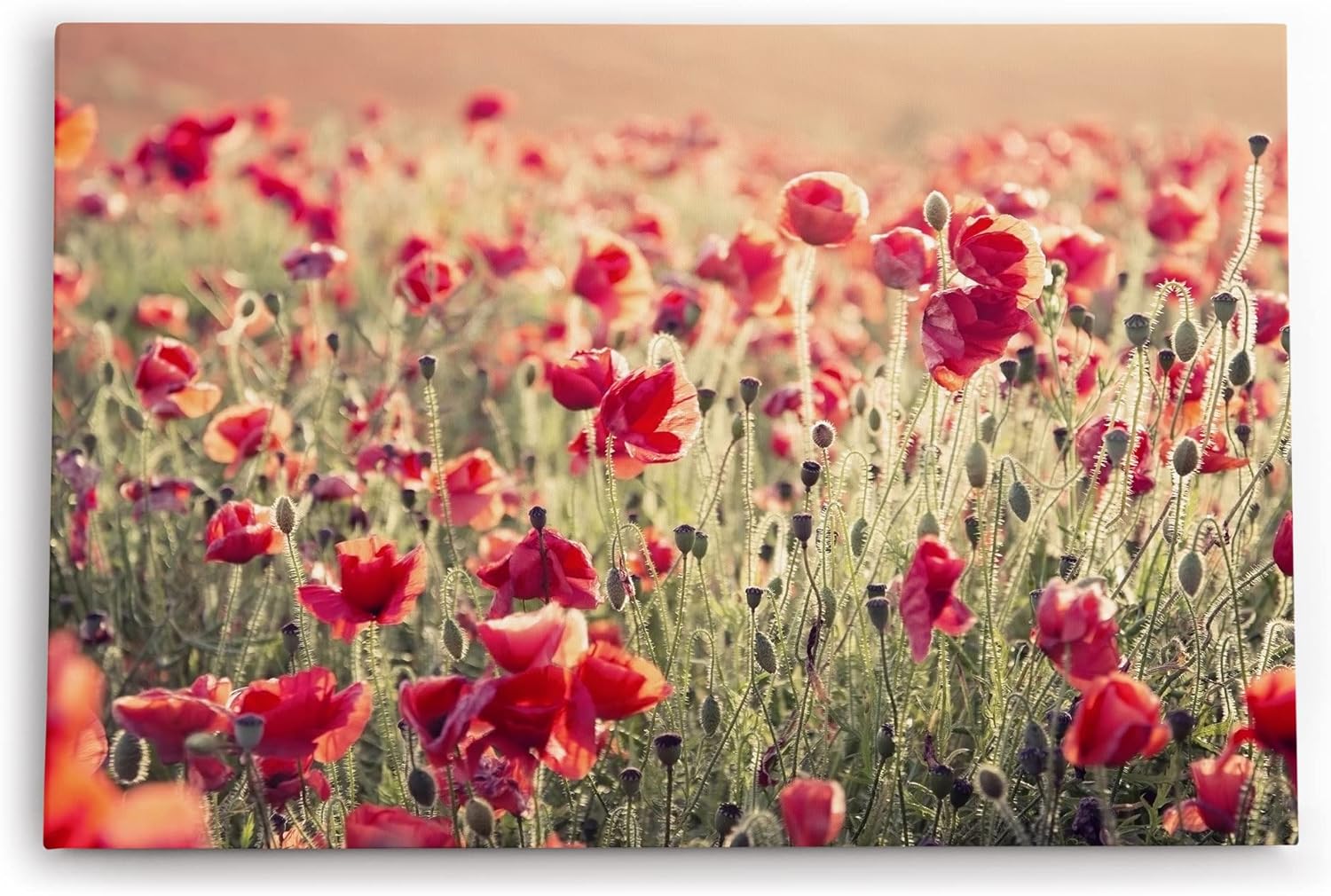 Paul Sinus Wandbild 120x80cm Wildblumen Feldblumen rote Blüten Sommer Sonnenschein