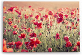 Paul Sinus Wandbild 120x80cm Wildblumen Feldblumen rote Blüten Sommer Sonnenschein