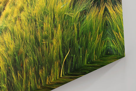 Sinus Art Wandbild 120x80cm Sonnenuntergang über einem weitläufigen Feld voller goldener Halme – friedlich und inspirierend