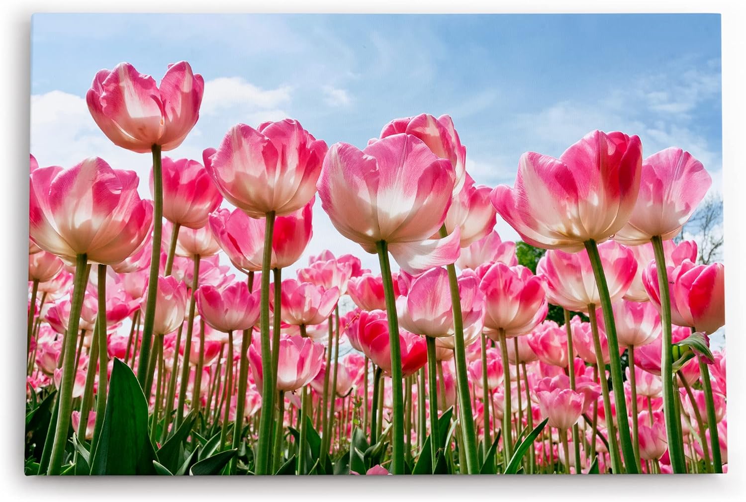 Paul Sinus Wandbild 120x80cm Tulpen Blumen Blüten Sommer Sonnenschein Rosa