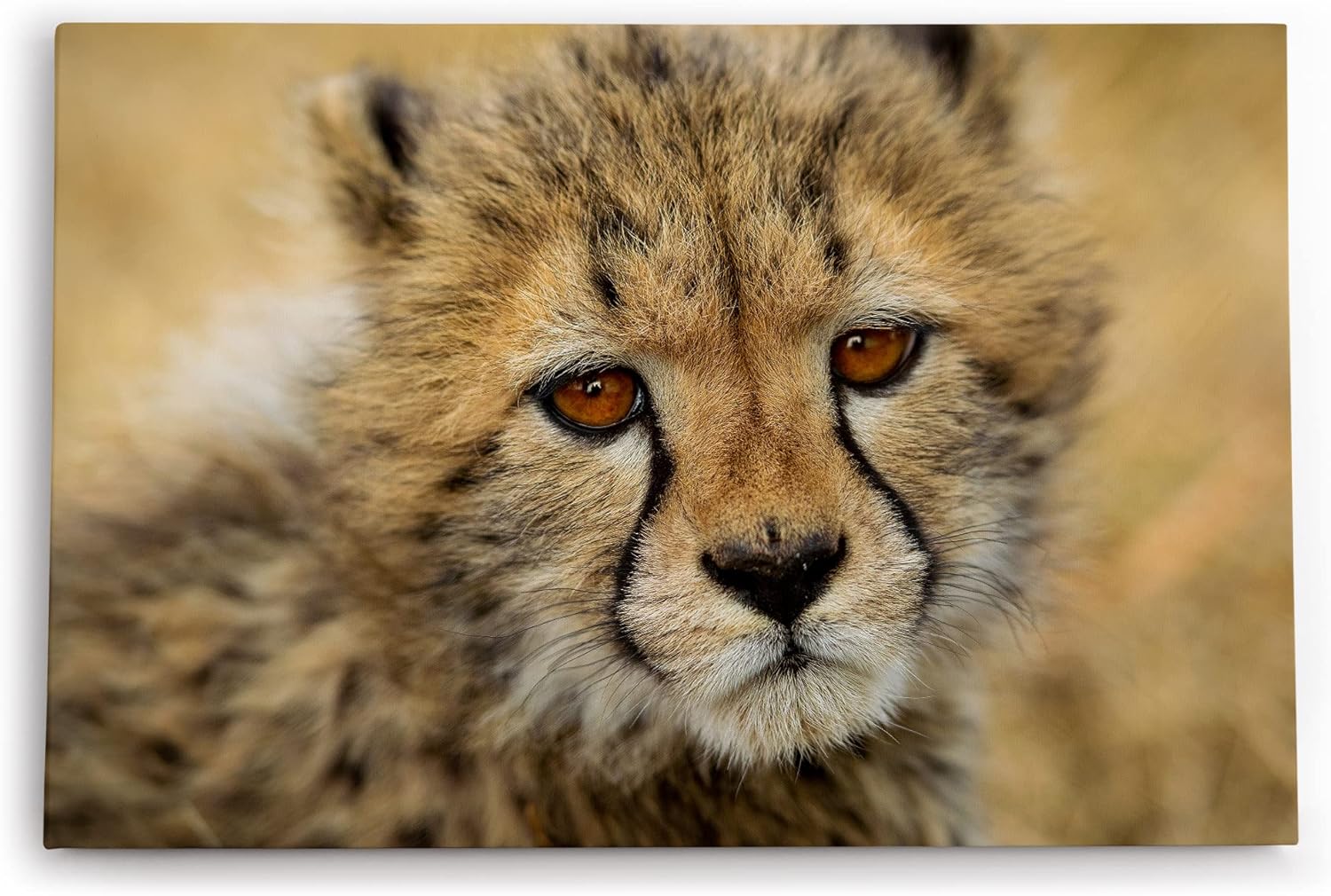 Paul Sinus Wandbild 120x80cm Kleiner Gepard Babygepard Katze Babykatze Tierfotografie