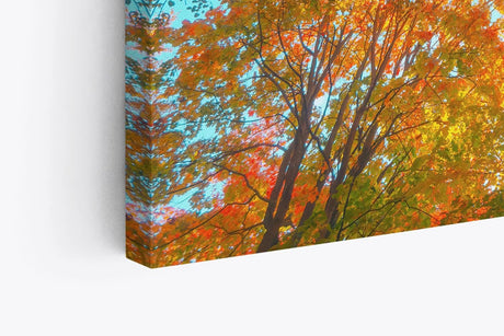Paul Sinus Wandbild 120x80cm Baumkrone in Herzform Herbstblätter Herbst blauer Himmel