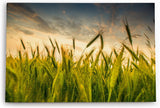 Paul Sinus Wandbild 120x80cm Weizenfeld Weizen Feld Himmel Natur Fotokunst