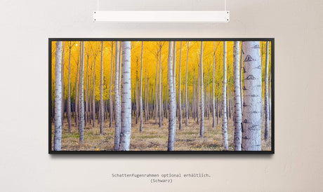 Herbst Birke ca. 130x70cm Wandbild inklusive Schattenfugenrahmen schwarz - Panorama Leinwand Bild XXL Format Wandbilder Wohnzimmer Wohnung Deko Kunstdrucke