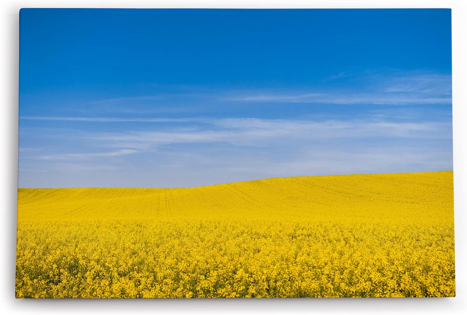 Paul Sinus Wandbild 120x80cm Rapsfeld Raps Landschaft Gelb Himmel Sommer