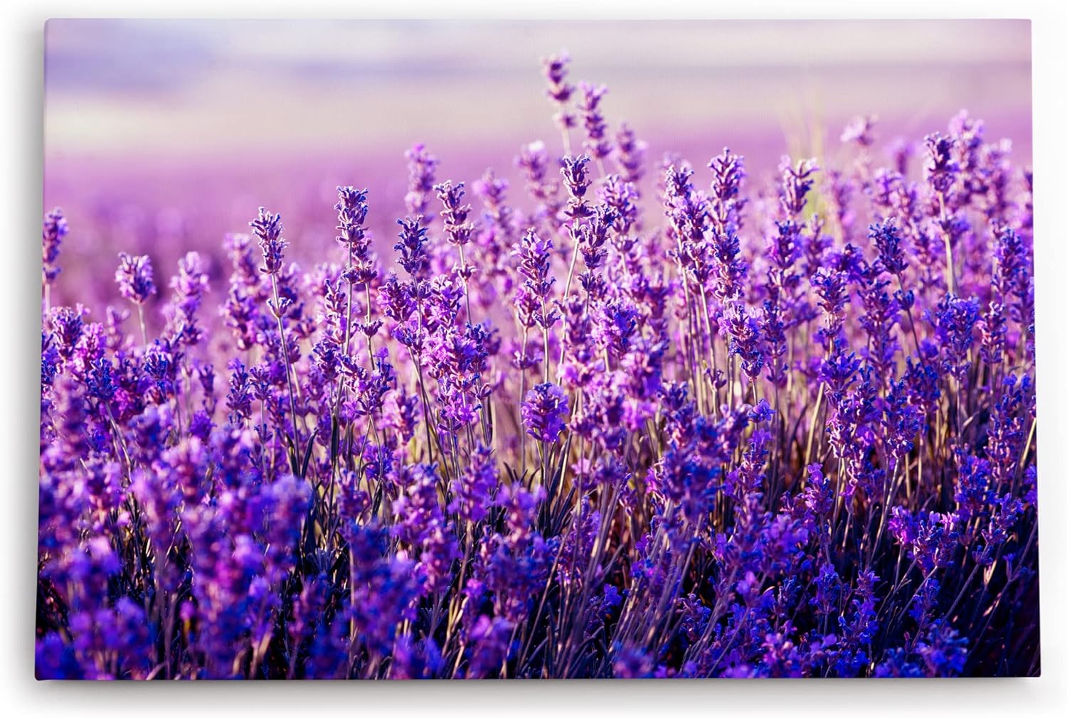 Paul Sinus Wandbild 120x80cm Lavendelfeld Lavendel Blumen Violett Wildblumen Blüten
