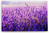 Paul Sinus Wandbild 120x80cm Lavendelfeld Lavendel Blumen Violett Wildblumen Blüten