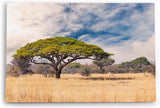 Paul Sinus Wandbild 120x80cm Afrikanische Landschaft Burkea Africana Bäume Sonnenuntergang