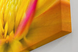 Sinus Art Wandbild 120x80cm Detailreiche Makroaufnahme einer gelben Dahlie mit weichen Übergängen und Leuchtkraft