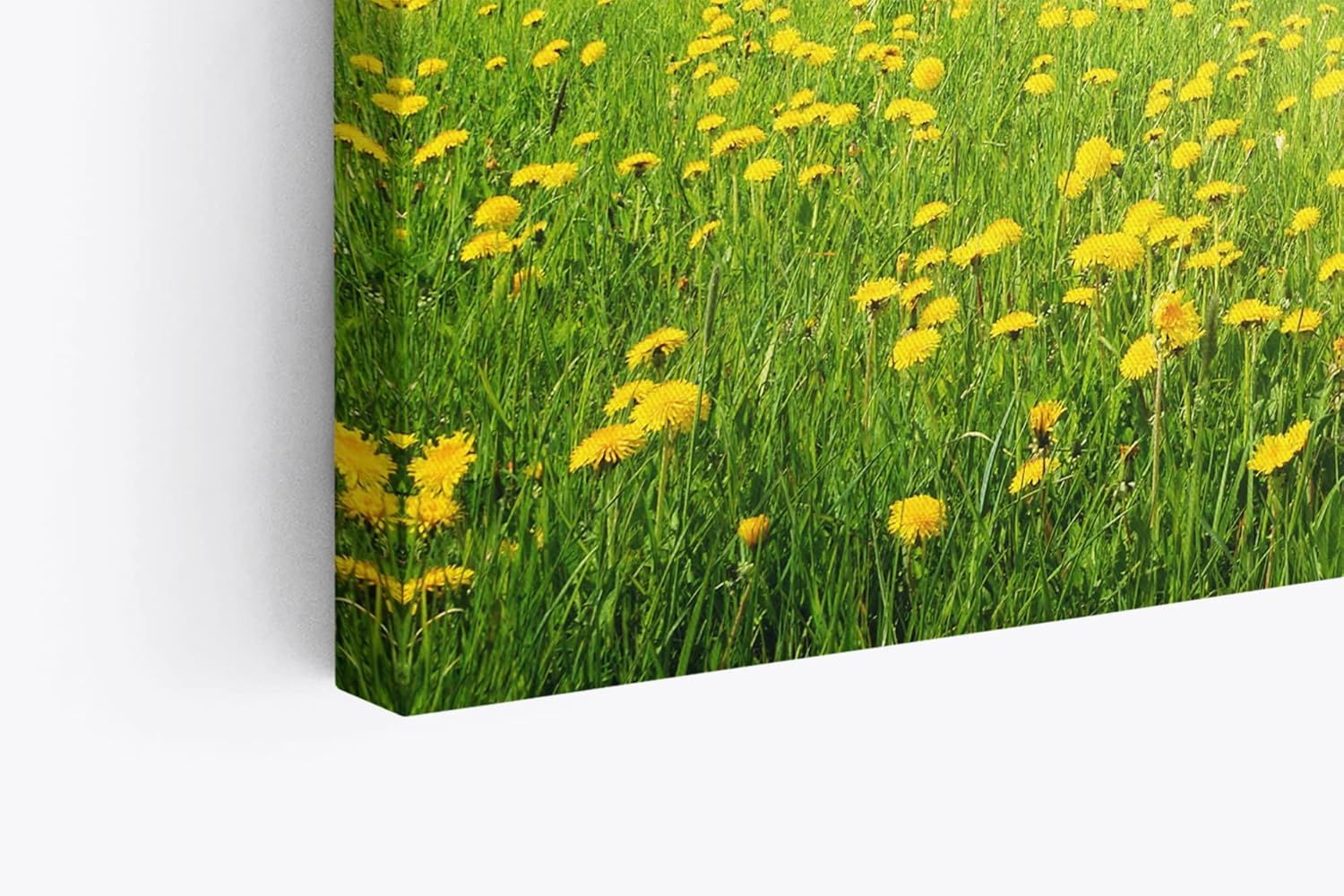 Paul Sinus Wandbild 120x80cm Sommerwiese Löwenzahn Sonnenschein Bäume Natur
