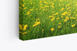 Paul Sinus Wandbild 120x80cm Sommerwiese Löwenzahn Sonnenschein Bäume Natur