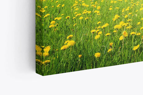 Paul Sinus Wandbild 120x80cm Sommerwiese Löwenzahn Sonnenschein Bäume Natur