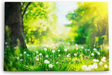 Paul Sinus Wandbild 120x80cm Grüne Wiese Pusteblumen Baum Sonnenschein Sommer