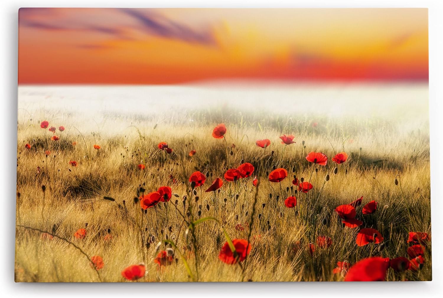 Paul Sinus Wandbild 120x80cm Feldblumen Wildblumen Mohn rote Blüten Halme