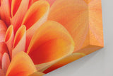 Sinus Art Wandbild 120x80cm Elegante Blütenkomposition in Apricot mit weichen Übergängen und lebendiger Struktur