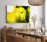 Paul Sinus Wandbild 120x80cm Eichenblatt Blatt Grün Sonnenschein Baum Fotokunst