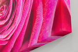 Sinus Art Wandbild 120x80cm Nahaufnahme einer geöffneten Rose mit weichen Übergängen und natürlicher Symmetrie