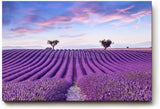 Sinus Art Wandbild 120x80cm Perfekt ausgerichtete Lavendelreihen unter farbigem Himmel für meditative Raumwirkung