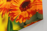Sinus Art Wandbild 120x80cm Strahlende Ringelblumen in voller Blüte mit lebendiger Bildtiefe und Klarheit