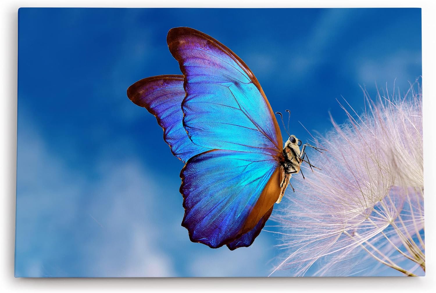 Paul Sinus Wandbild 120x80cm Blauer Schmetterling Pusteblume Frühling blauer Himmel