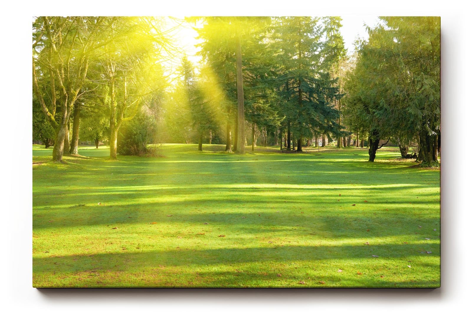 Sinus Art Wandbild 120x80cm Lichtdurchfluteter Wald mit kräftigem Grün und sanftem Schattenwurf