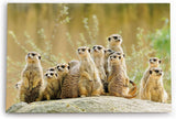 Paul Sinus Wandbild 120x80cm Erdmännchen Familie Afrika Tiere Wildnis Südafrika
