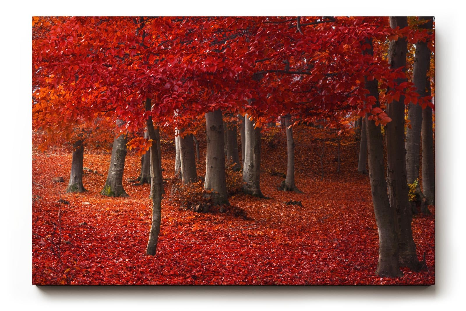 Sinus Art Wandbild 120x80cm Hochsättigtes Rot in Kombination mit natürlichen Brauntönen schafft ein warmes und dynamisches Raumerlebnis