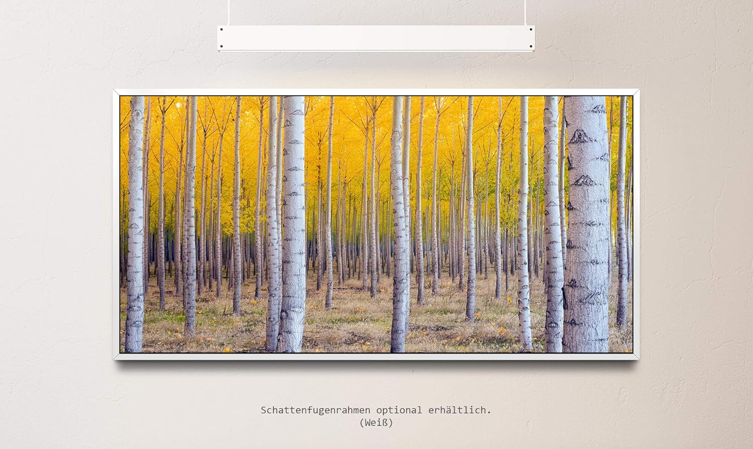 Herbst Birke ca. 130x70cm Wandbild inklusive Schattenfugenrahmen weiss - Panorama Leinwand Bild XXL Format Wandbilder Wohnzimmer Wohnung Deko Kunstdrucke