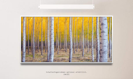 Herbst Birke ca. 130x70cm Wandbild inklusive Schattenfugenrahmen weiss - Panorama Leinwand Bild XXL Format Wandbilder Wohnzimmer Wohnung Deko Kunstdrucke