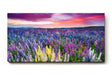 Sinus Art Wandbild 120x80cm Blühendes Lupinenmeer unter dramatisch gefärbtem Himmel – kraftvoll und inspirierend