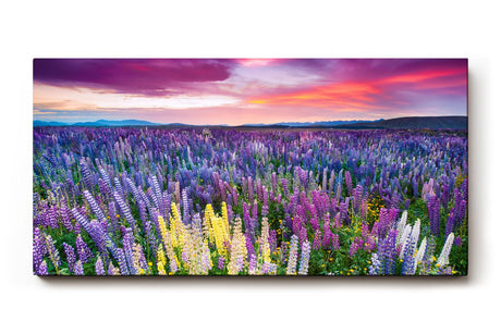 Sinus Art Wandbild 120x80cm Blühendes Lupinenmeer unter dramatisch gefärbtem Himmel – kraftvoll und inspirierend