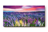 Sinus Art Wandbild 120x80cm Blühendes Lupinenmeer unter dramatisch gefärbtem Himmel – kraftvoll und inspirierend
