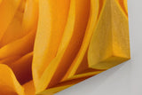 Sinus Art Wandbild 120x80cm Detailreiche Makroaufnahme einer gelben Rose – Symbol für Freundschaft und Freude