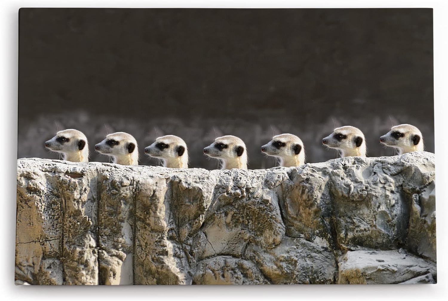 Paul Sinus Wandbild 120x80cm Erdmännchen Familie Tierfotografie Lustig