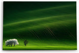 Wandbild 120x80cm Grüne Landschaft Baum Wiese Gras Hügel Baumblüte