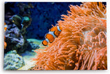 Paul Sinus Wandbild 120x80cm Clownfisch Korallen unter Wasser Fisch Farbenfroh