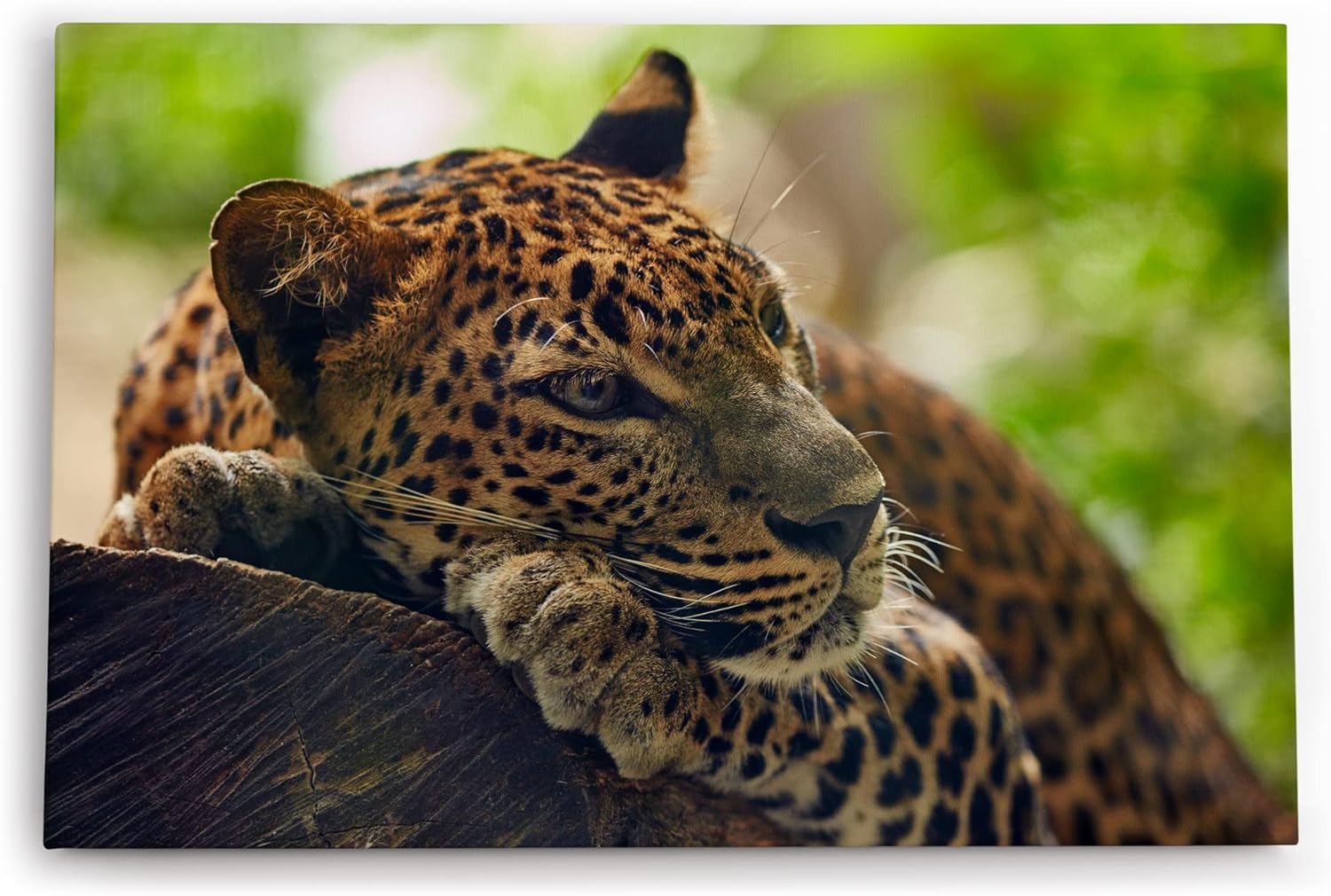 Paul Sinus Wandbild 120x80cm Jaguar Raubkatze Katze Tierfotografie Dschungel
