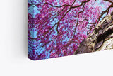 Paul Sinus Wandbild 120x80cm Baumkrone Lapacho Baum in Pocone Rosa blauer Himmel