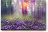 Sinus Art Wandbild 120x80cm Die lila Krokusse im Vordergrund und das Lichtspiel im Wald erzeugen eine zauberhafte Atmosphäre