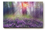 Sinus Art Wandbild 120x80cm Die lila Krokusse im Vordergrund und das Lichtspiel im Wald erzeugen eine zauberhafte Atmosphäre
