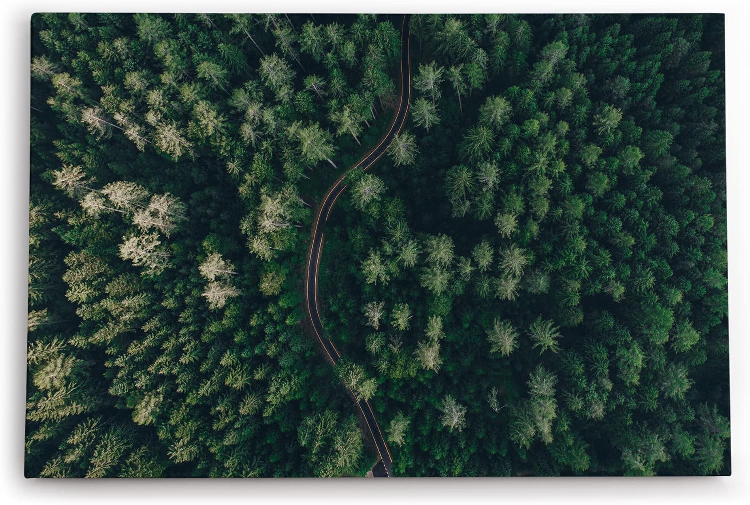 Paul Sinus Wandbild 120x80cm Wald aus der Vogelperspektive Tannenwald Waldstraße