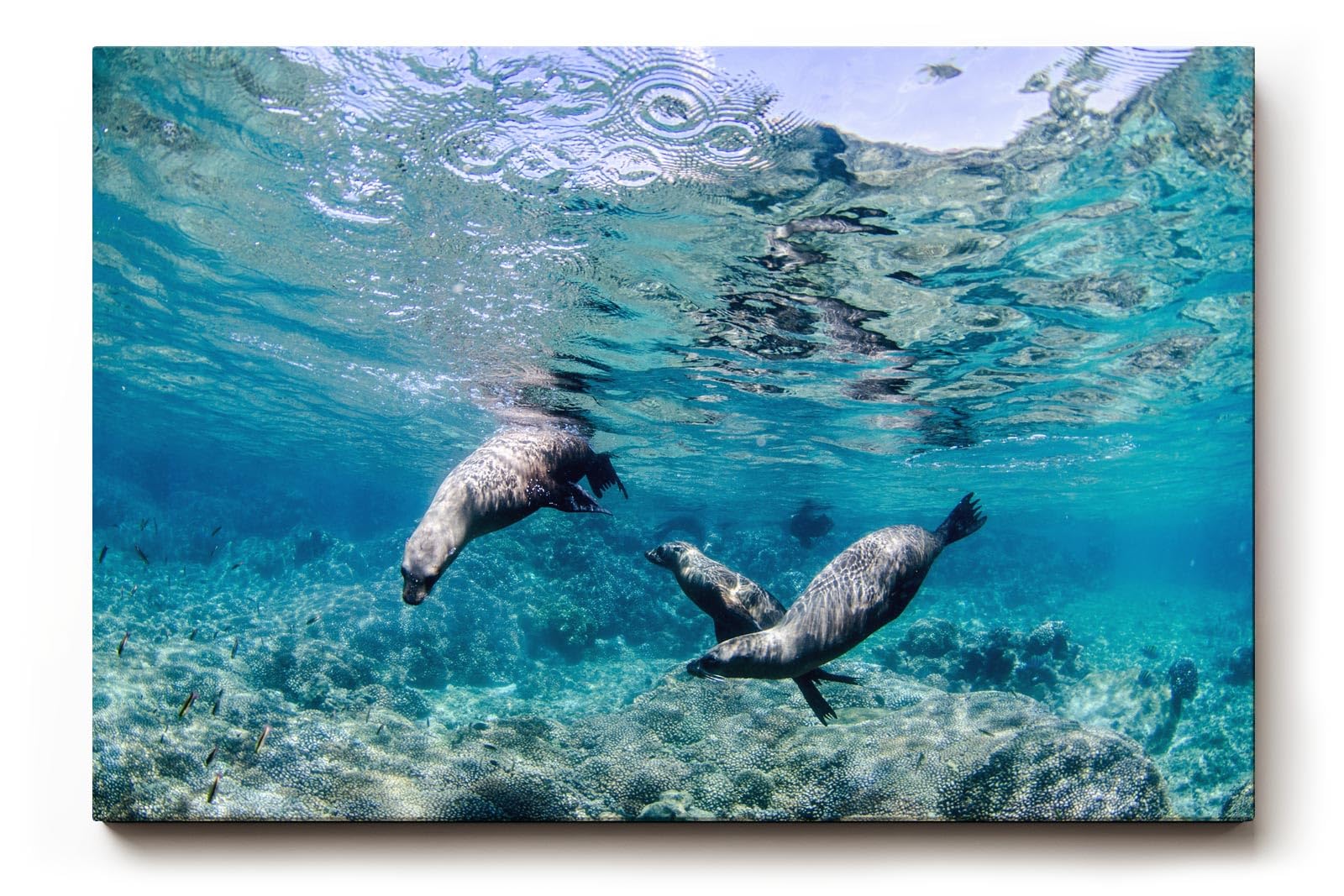 Sinus Art Wandbild 120x80cm Faszinierende Szene mit schwimmenden Seelöwen in Bewegung in türkisblauer Umgebung