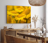 Paul Sinus Wandbild 120x80cm Gänseblümchen Blumen Blüten Gelb Nahaufnahme