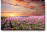 Sinus Art Wandbild 120x80cm Unendliches Lavendelfeld im warmen Licht des Sonnenuntergangs – beruhigend und harmonisch